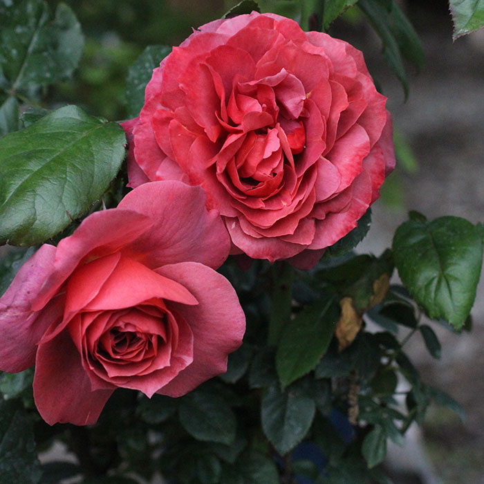 ホット・チョコレート(FL)【冬苗】 2