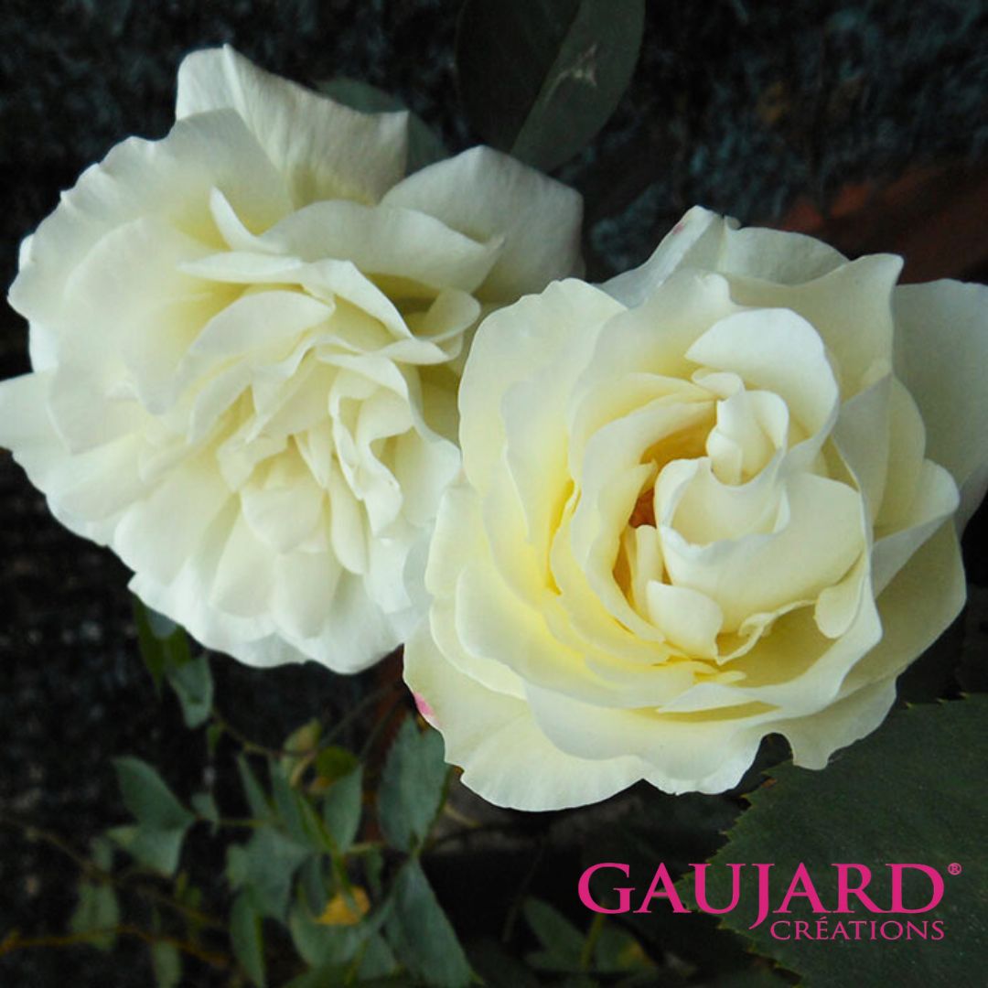 イザベル・ドゥ・ランプレ（ゴジャール）【冬苗】