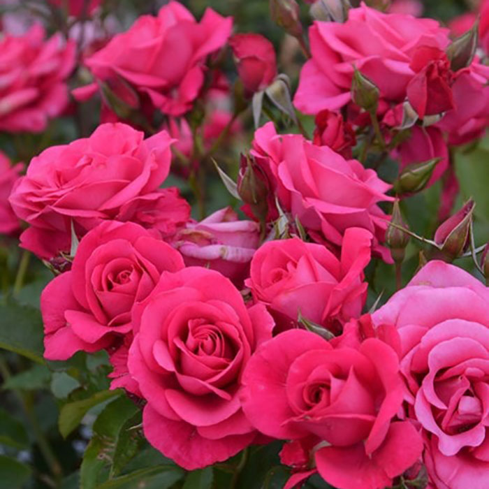 インセプション（ロサ・オリエンティスP）【冬苗3月納品予定】 3