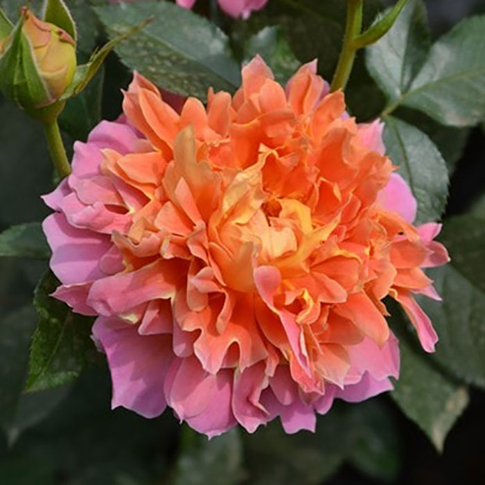 ジャズ（ロサ・オリエンティスP）【冬苗3月納品予定】