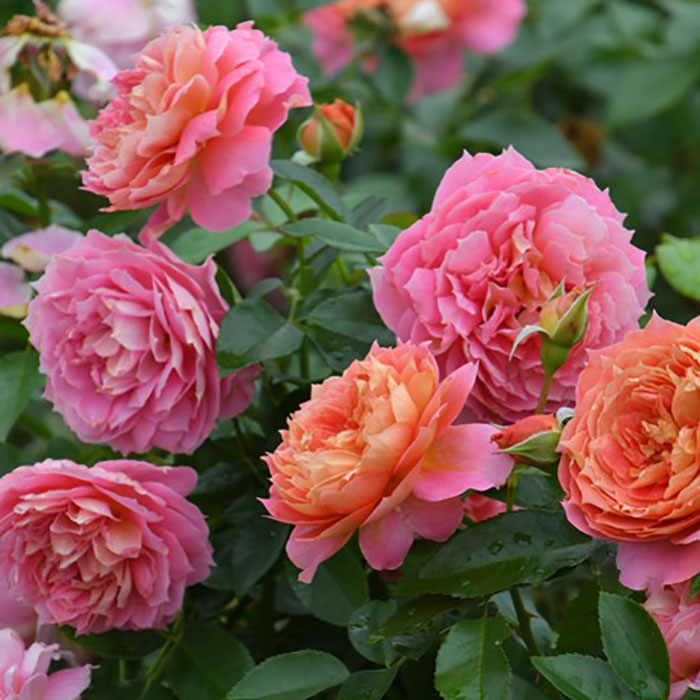 ジャズ（ロサ・オリエンティスP）【冬苗3月納品予定】 3