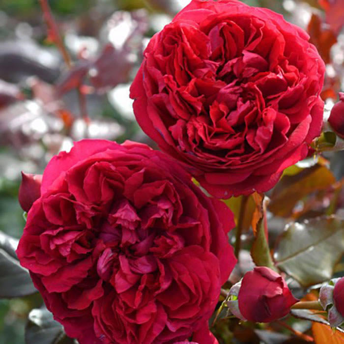 ジャン・クリストフ（ロサ・オリエンティスP）【冬苗3月納品予定】