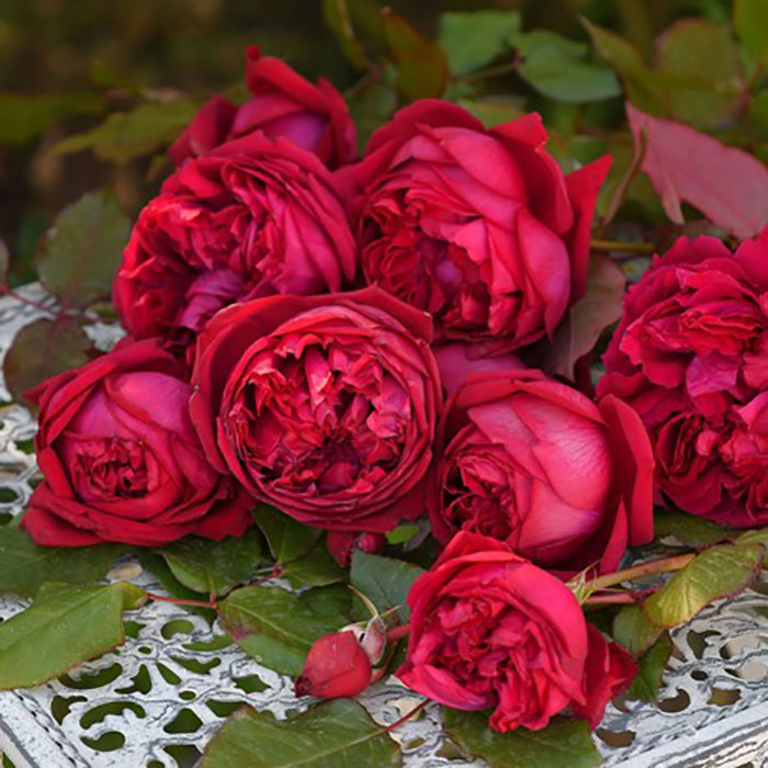 ジャン・クリストフ（ロサ・オリエンティスP）【冬苗3月納品予定】 2