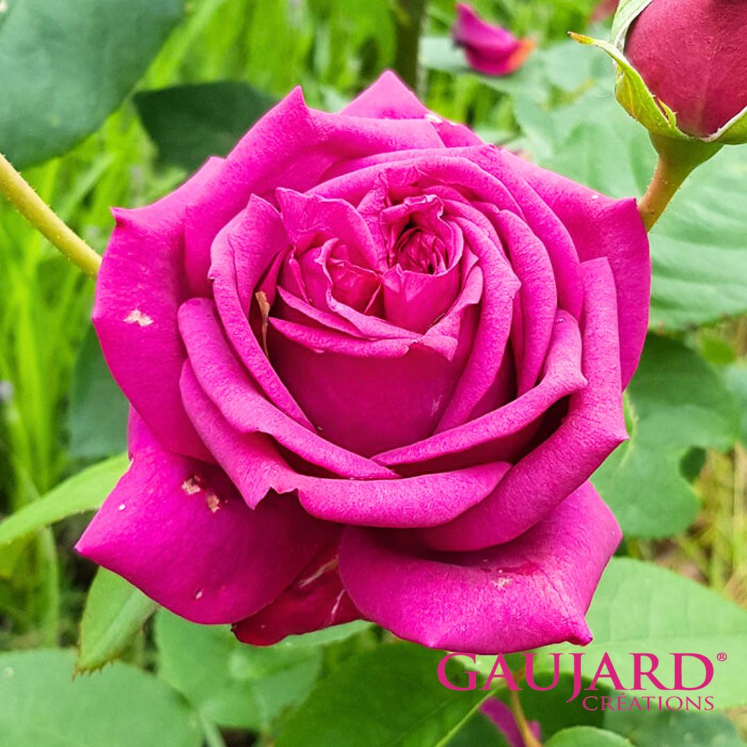 ジャン・ポール・ゲラン（ゴジャール）【冬苗】