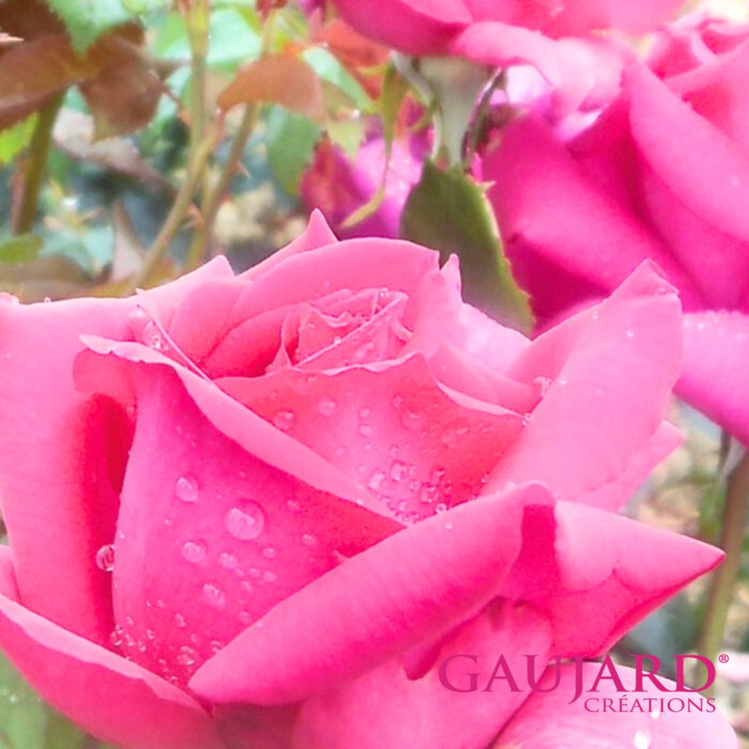 ジャン・ポール・ゲラン（ゴジャール）【冬苗】 2