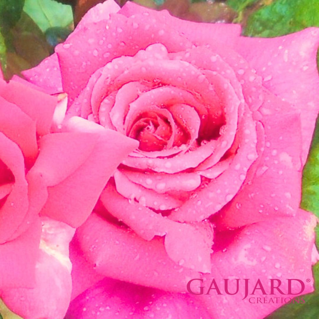 ジャン・ポール・ゲラン（ゴジャール）【冬苗】 3