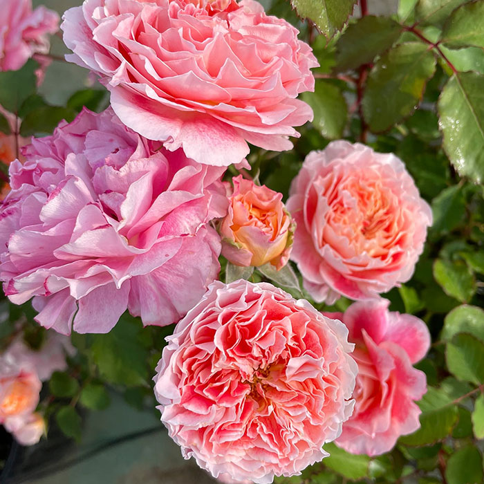 ジェフ・アーティスト（ドミニク・マサド）【冬苗】