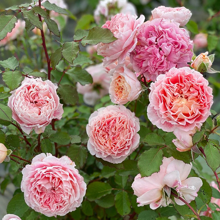 ジェフ・アーティスト（ドミニク・マサド）【冬苗】 2