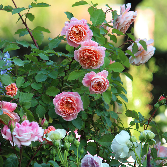 ジェフ・アーティスト（ドミニク・マサド）【冬苗】 3