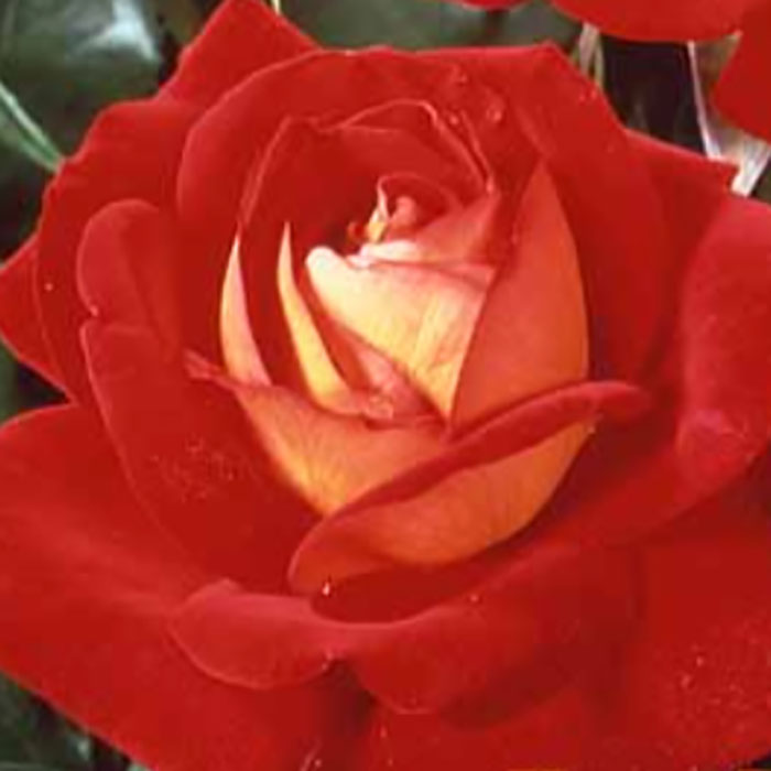 キボウ（希望）（HT）【大苗】