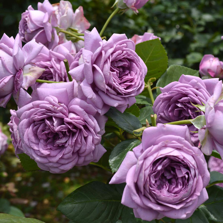 カインダ・ブルー（コルデス）【冬苗】 2