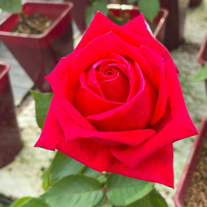 クラワンカ（くらわんか）（F&G）≪春の新苗・4月末より出荷開始≫