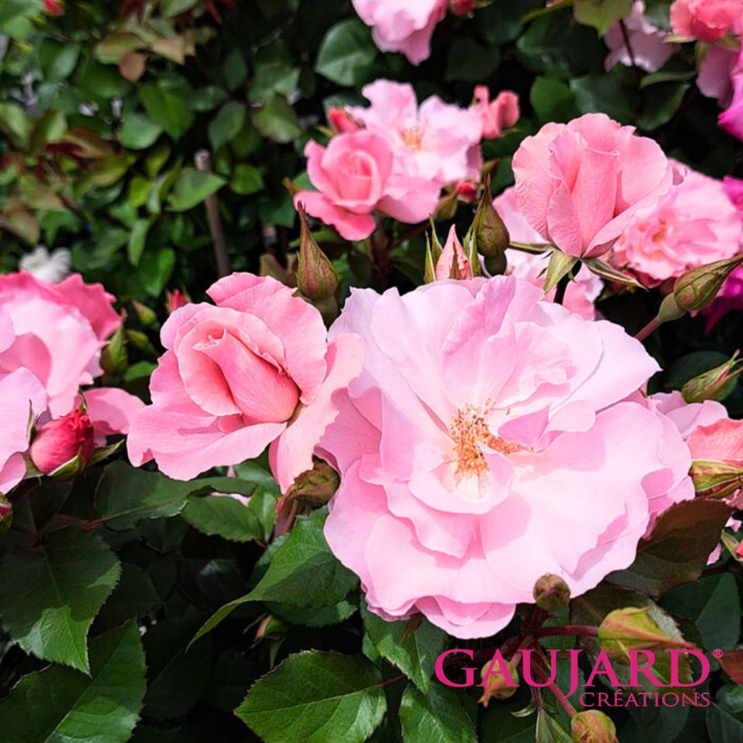 ラ・ベル・ローズ（ゴジャール）【冬苗】