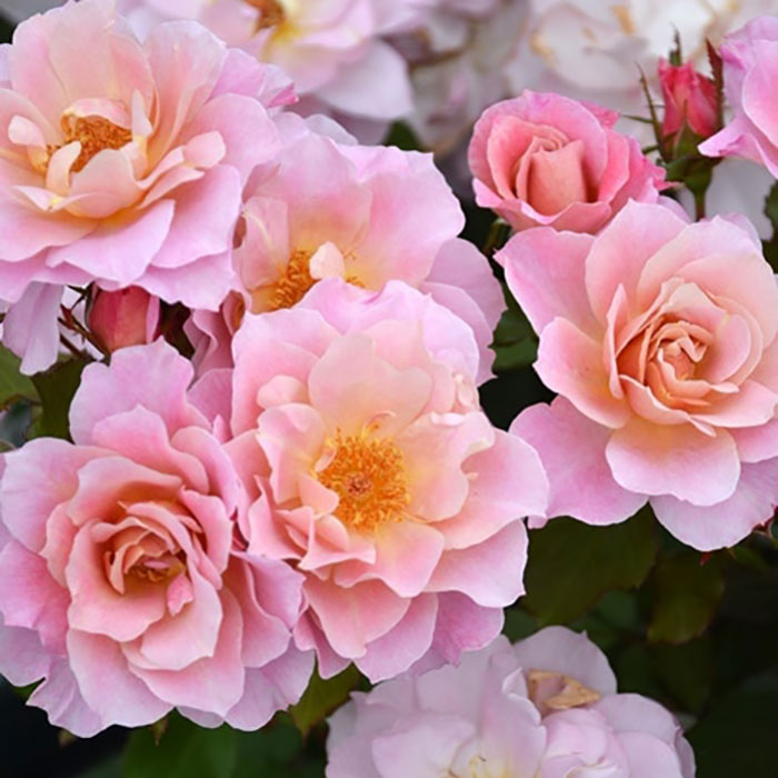 ルーブル（ロサ・オリエンティスP）【冬苗】 2