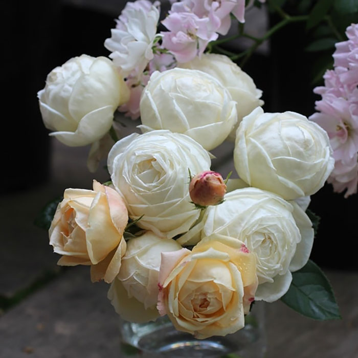 マドレーヌ・フェイエ（ギョー）【冬苗】