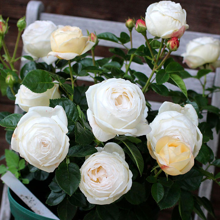 マドレーヌ・フェイエ（ギョー）【冬苗】 2