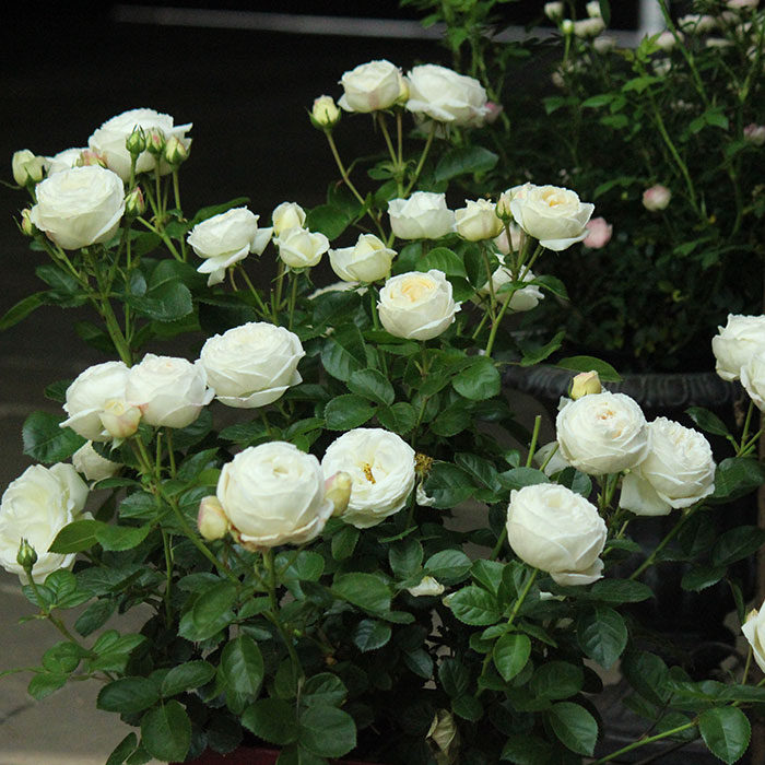 マドレーヌ・フェイエ（ギョー）【冬苗】 3