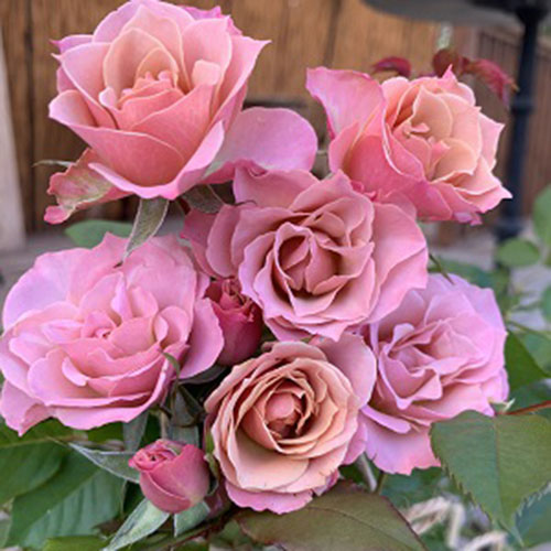 メイセン（銘仙）（F&G）≪春の新苗・4月末より出荷開始≫