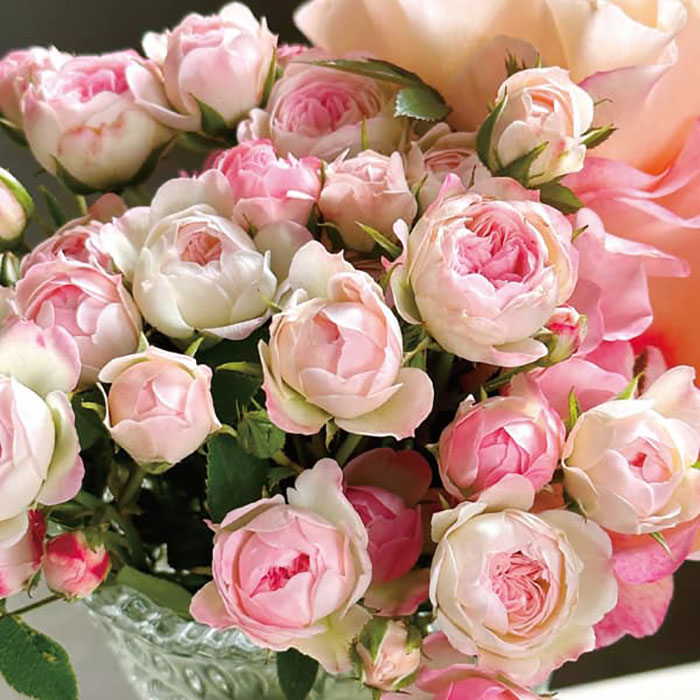 モコ（桃心）（禅ローズ）【大苗】