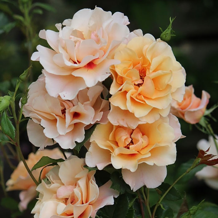 モーニング・ライト（ワーナー）【冬苗】