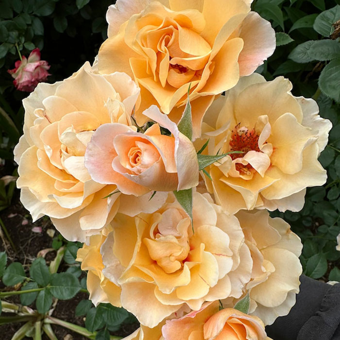 モーニング・ライト（ワーナー）【冬苗】 2