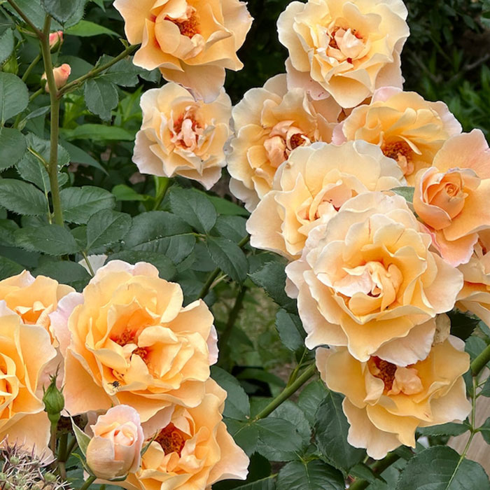 モーニング・ライト（ワーナー）【冬苗】 3