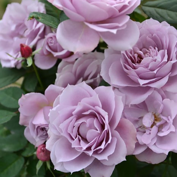 ムラサキシキブ（紫式部）（ロサ・オリエンティスP）【冬苗3月納品予定】