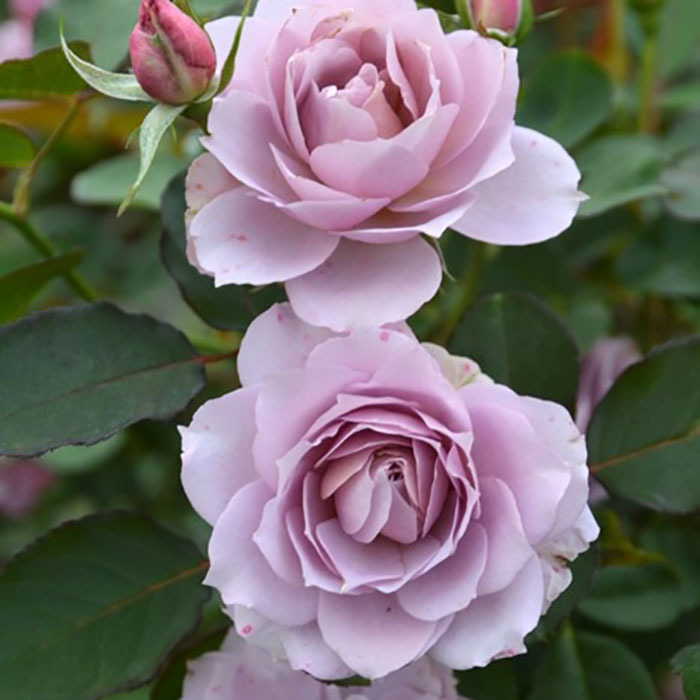 ムラサキシキブ（紫式部）（ロサ・オリエンティスP）【冬苗3月納品予定】 2