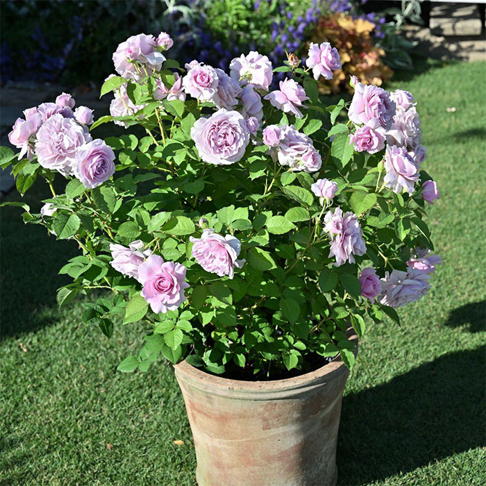 ムラサキシキブ（紫式部）（ロサ・オリエンティスP）【冬苗3月納品予定】 3