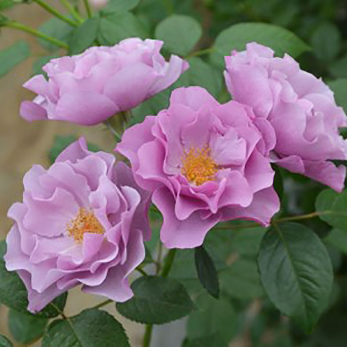 ムラサキノウエ（紫の上）（ロサ・オリエンティスP）【冬苗】