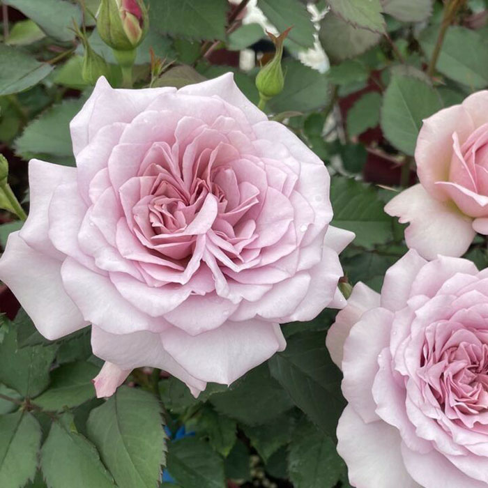 ムスビ（結び）（F&G）≪春の新苗・4月末より出荷開始≫