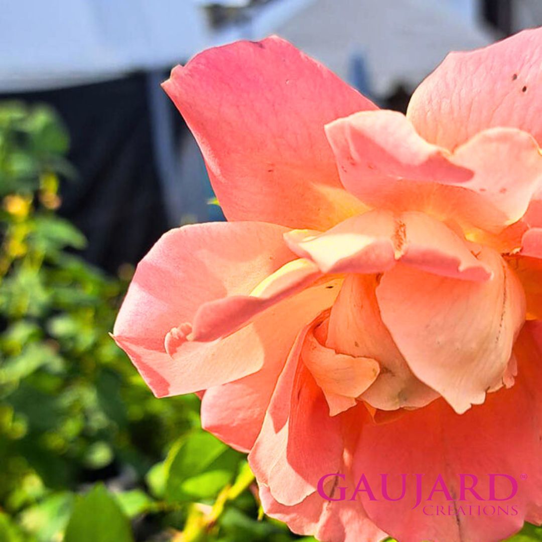 ニノン・ヴァラン（ゴジャール）≪春の新苗・4月末より出荷開始≫ 2