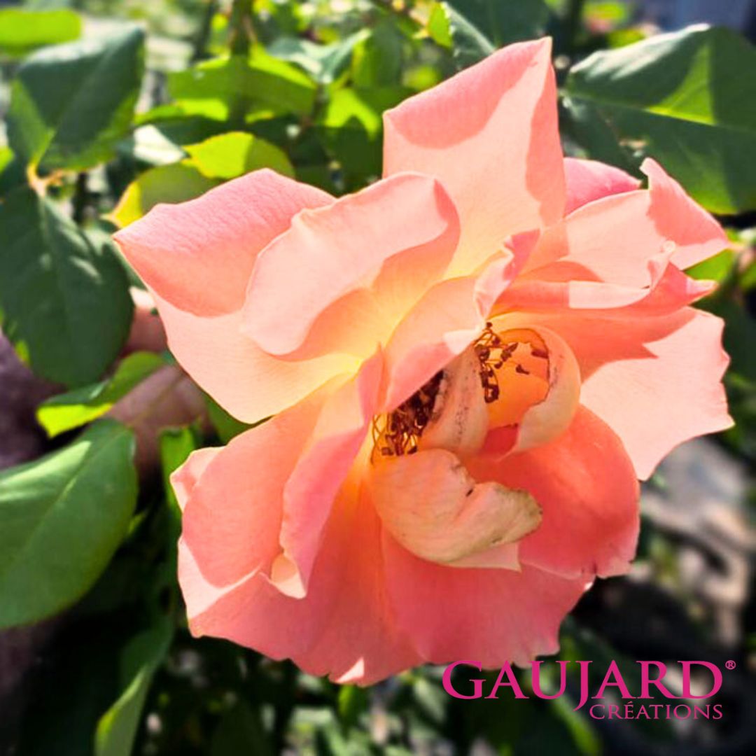 ニノン・ヴァラン（ゴジャール）≪春の新苗・4月末より出荷開始≫ 3