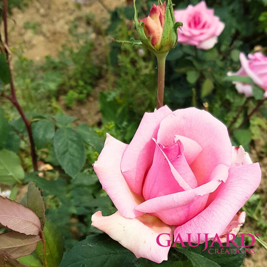 ノートルダム・ドゥ・パリ（ゴジャール）≪春の新苗・4月末より出荷開始≫ 2