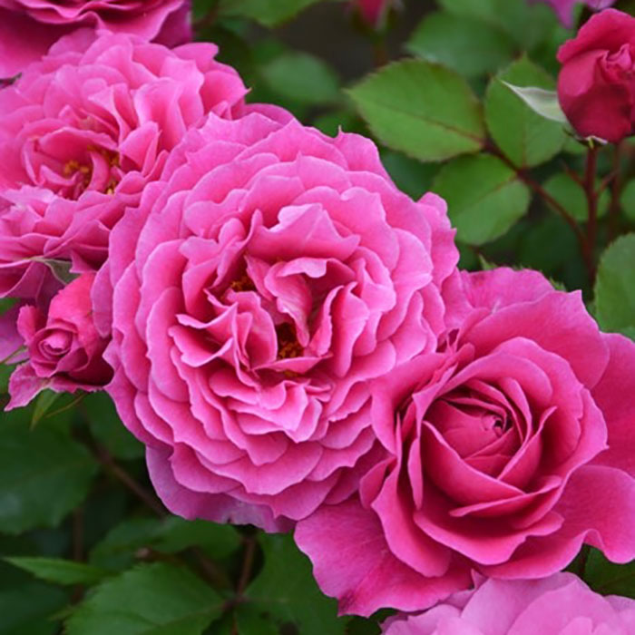 パルミラ（ロサ・オリエンティスP）【冬苗】