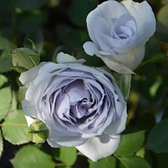 ポルト・ブルー（ロサ・オリエンティスP）【冬苗】