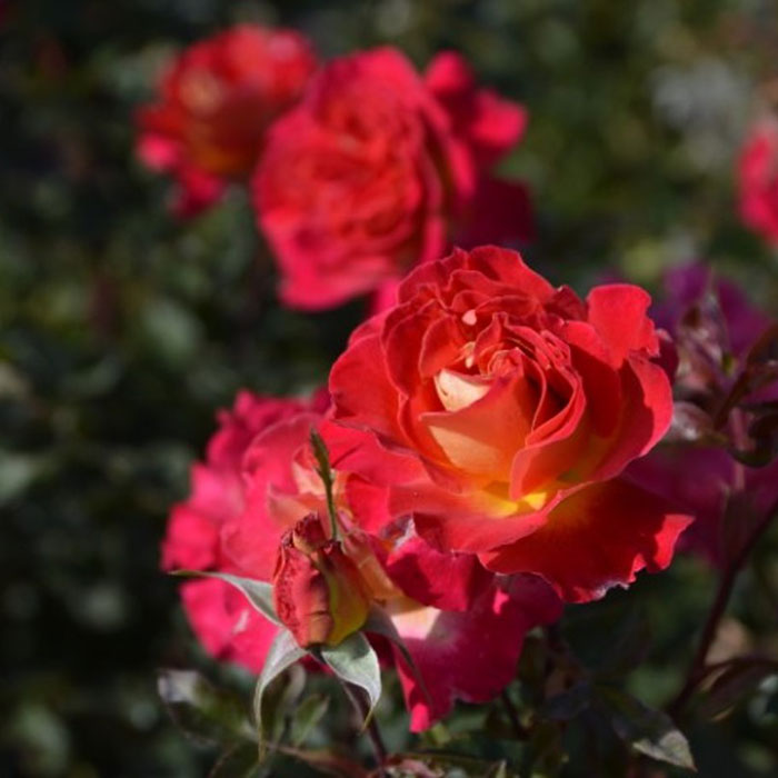 ピュール（ロサ・オリエンティスP）【冬苗】