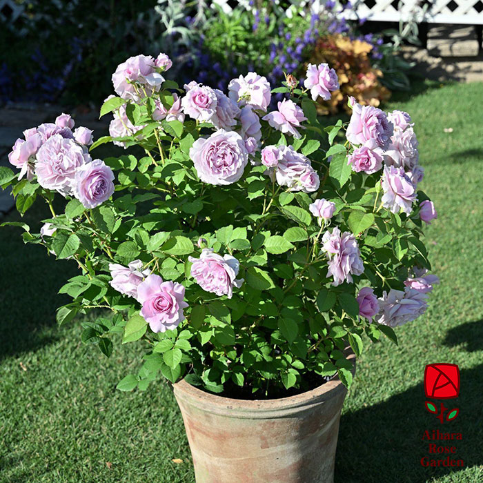 レミエル（河本バラ園）≪春の新苗・4月末より出荷開始≫ 2