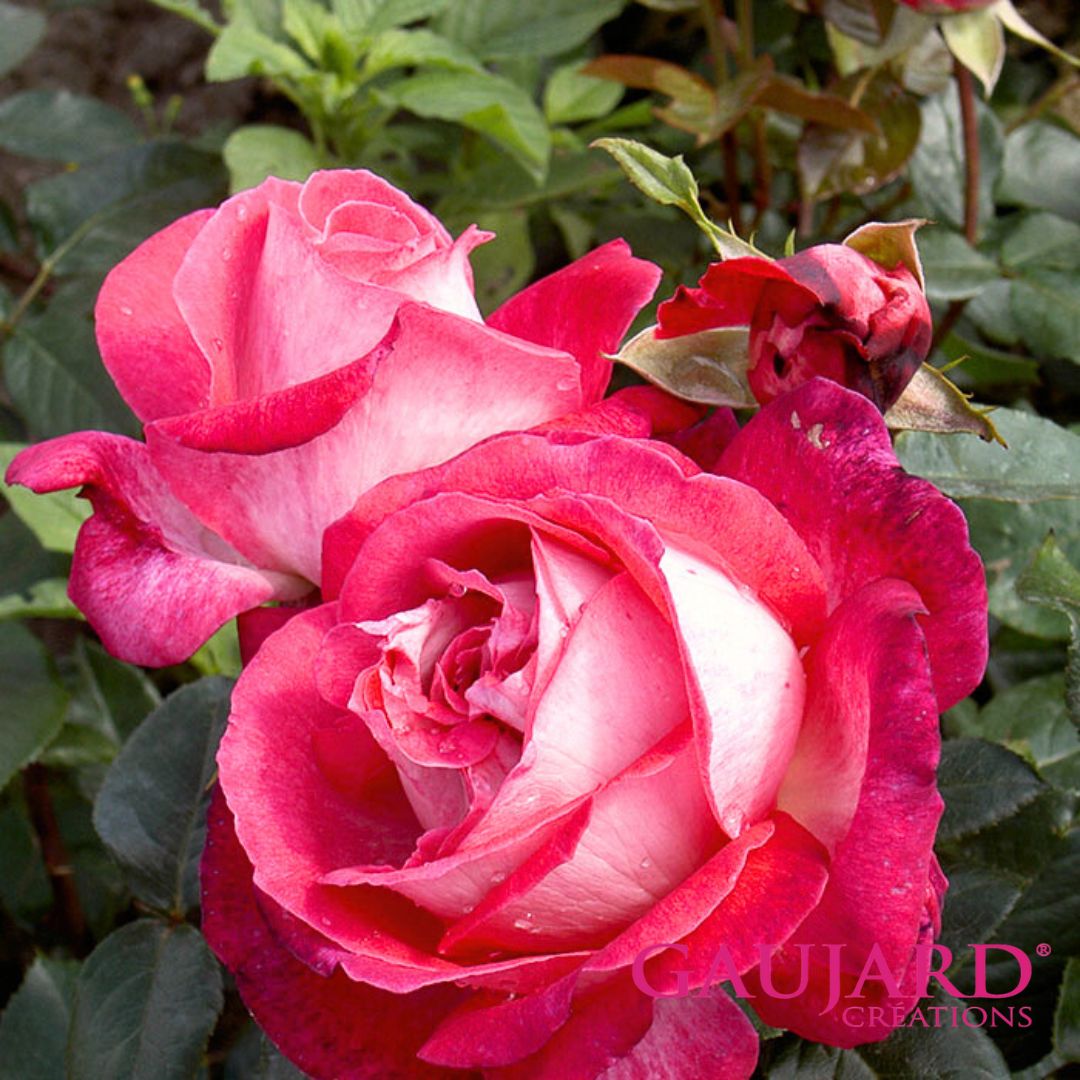 ローズ・ゴジャール（ゴジャール）【冬苗】