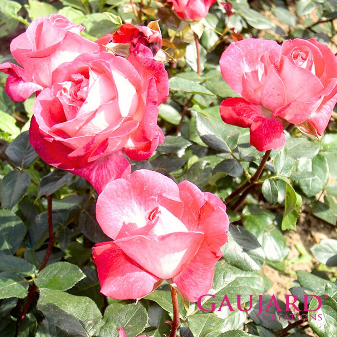 ローズ・ゴジャール（ゴジャール）【冬苗】 2