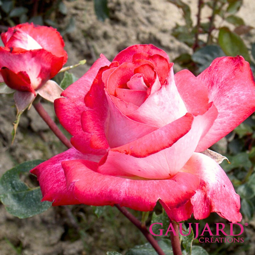 ローズ・ゴジャール（ゴジャール）【冬苗】 3