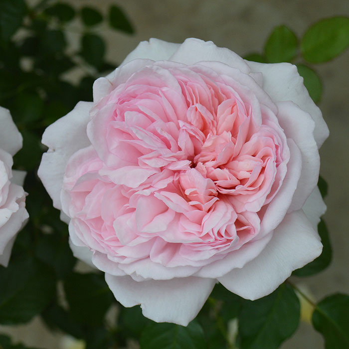 シェーンハイト（京成）【冬苗】