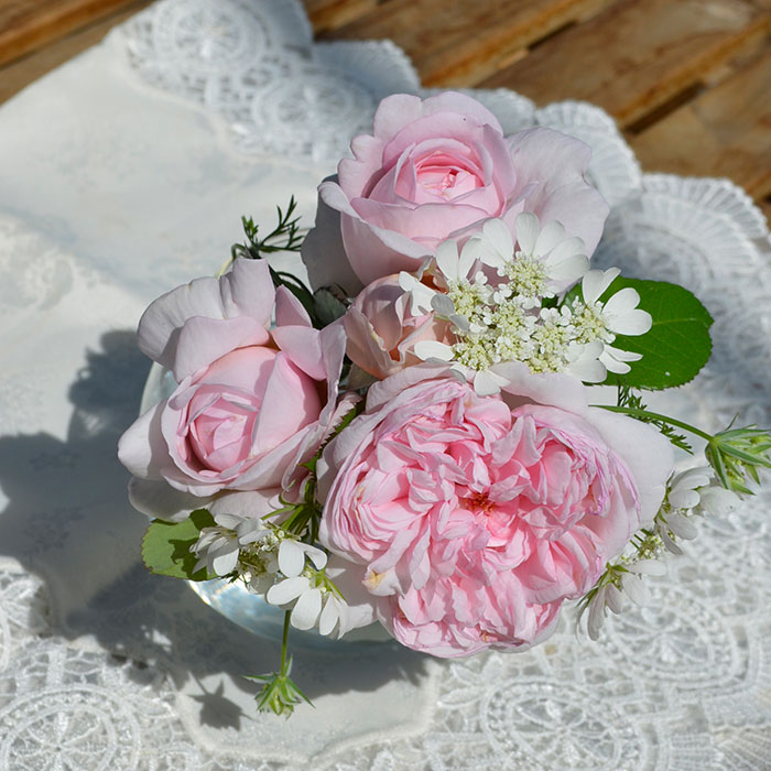 シェーンハイト（京成）【冬苗】 3