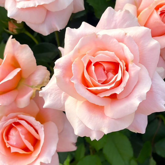 サンクス・ローズ（京阪園芸）【冬苗】