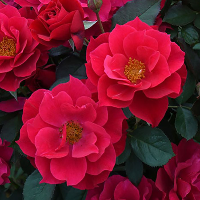 フウシカデン・クレナイ（風姿花伝・紅）（ロサ・オリエンティスP）【冬苗】