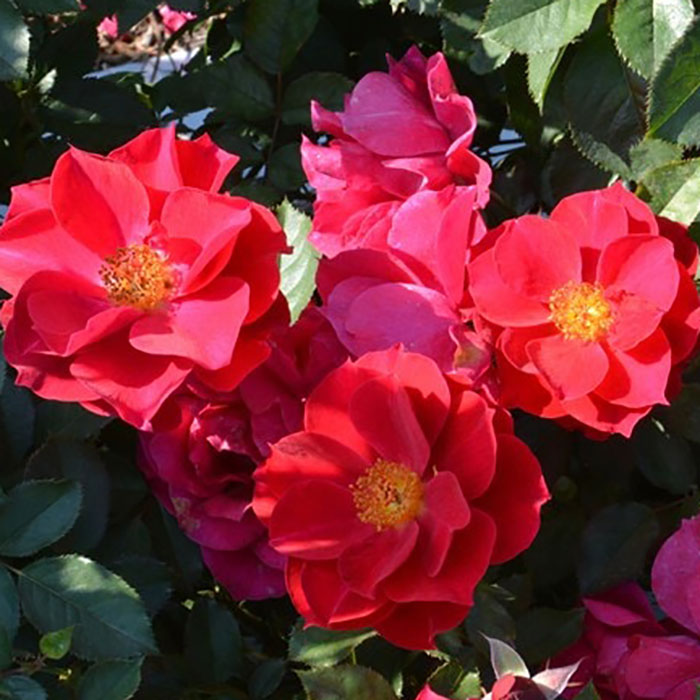 フウシカデン・クレナイ（風姿花伝・紅）（ロサ・オリエンティスP）【冬苗】 2