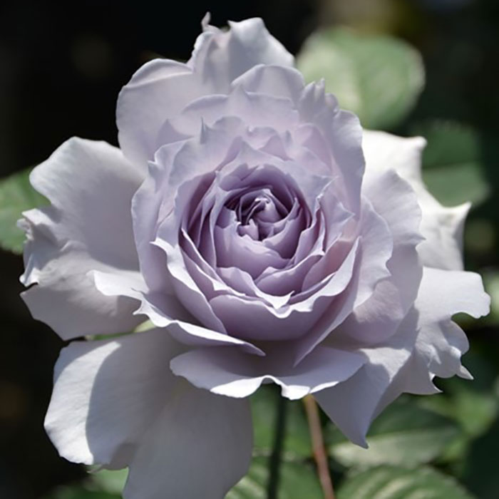 ウンディーネ（ロサ・オリエンティスP）【冬苗3月納品予定】 2