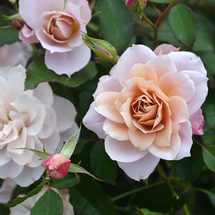 ウノノサララ（うののさらら）（ロサ・オリエンティスP）【冬苗3月納品予定】 2