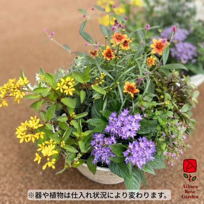 【送料込】敬老の日の寄せ植え