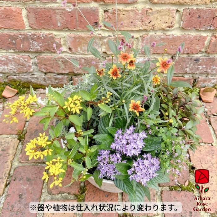 【送料込】敬老の日の寄せ植え 2